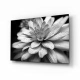 Taubetropfte Graue Dahlie Makro Glasbild - 72x46 cm