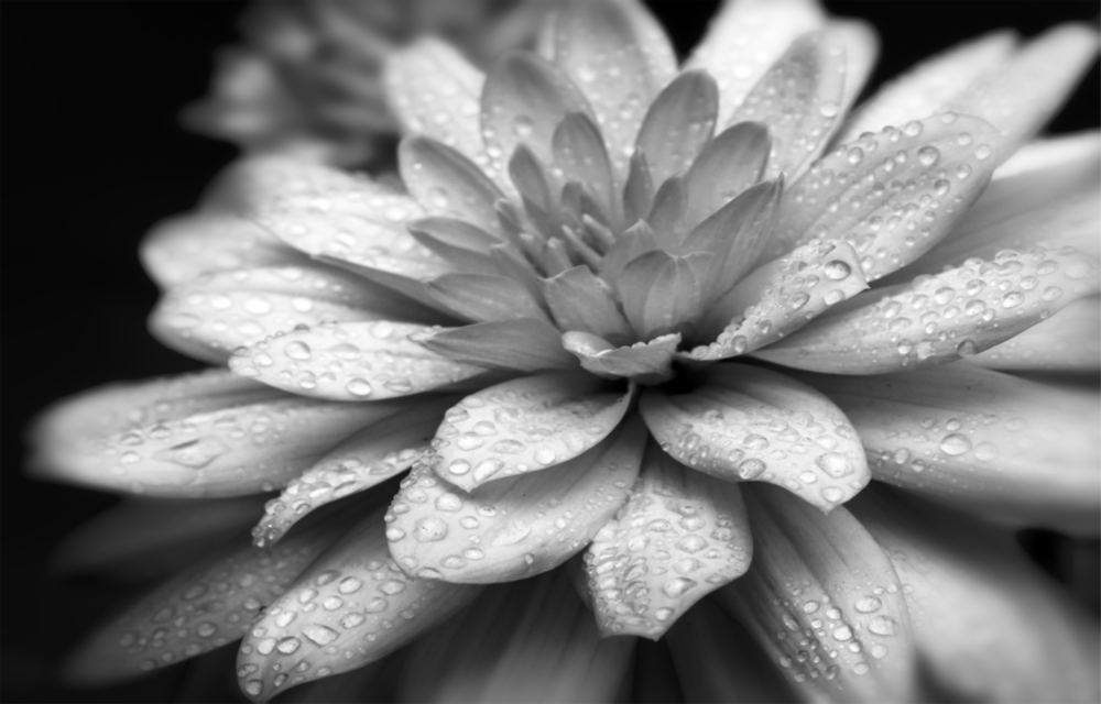 Arte de pared de vidrio de Flor