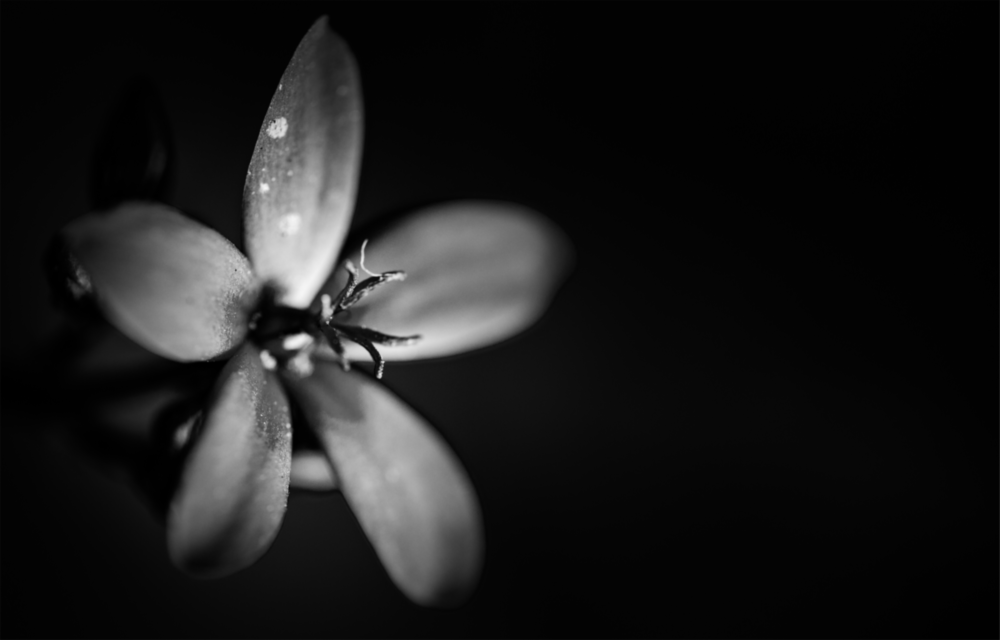 Arte della parete di vetro Fiore