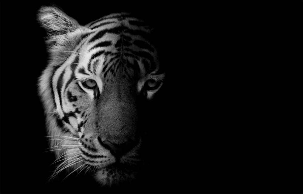 Arte della parete di vetro Tigre