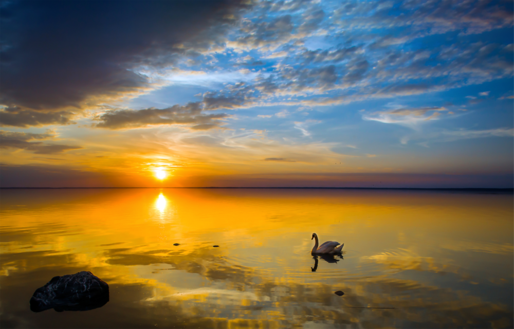 Arte della parete di vetro cigno