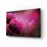 Magenta Pompon-Dahlie Glasbild - 72x46 cm
