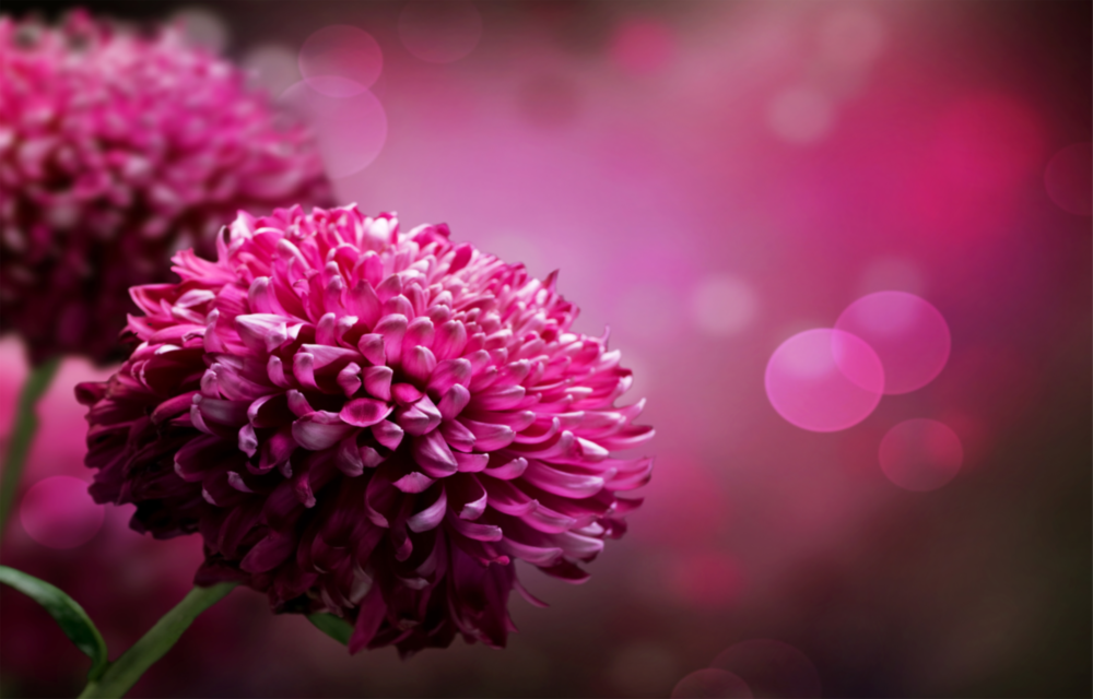 Arte della parete di vetro Fiore