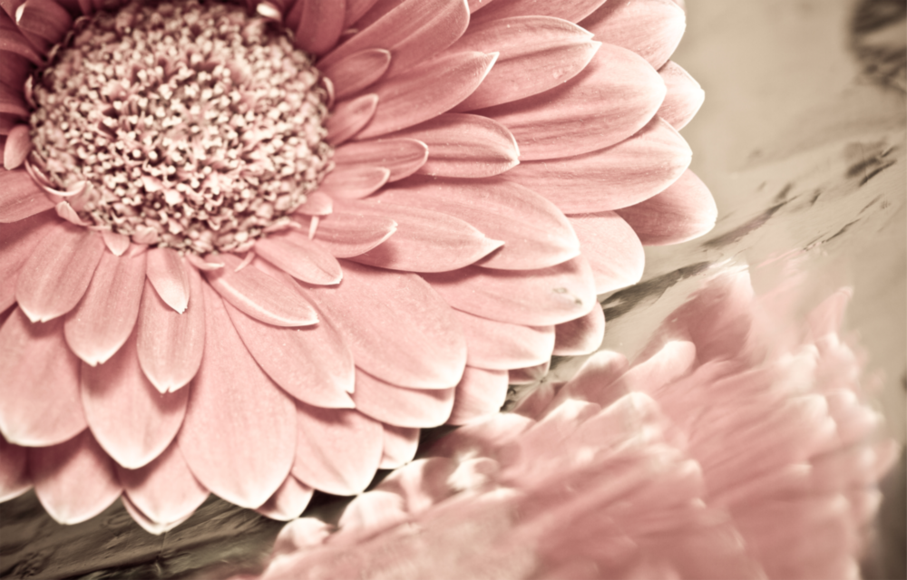 Arte della parete di vetro Fiore