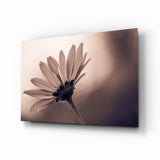Sepia Gegenlicht Gänseblümchen-Silhouette Glasbild - 72x46 cm