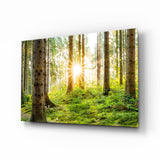Sonnenstrahlen durch Waldbäume Glasbild - 72x46 cm