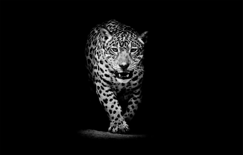 Arte della parete di vetro Leopardo