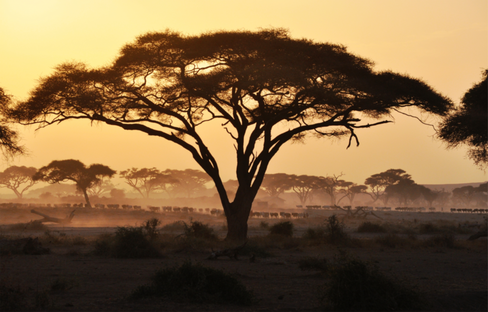 Arte de pared de vidrio de Árbol