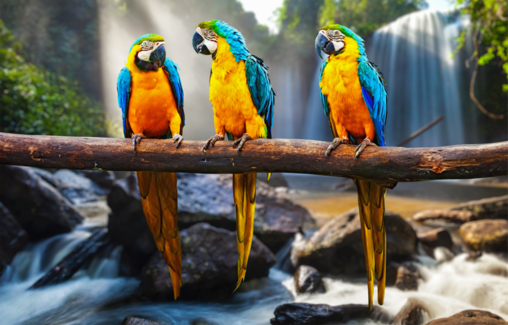 Arte de pared de vidrio de Loros