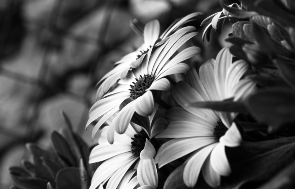 Black - White Flower Glass Wall Art