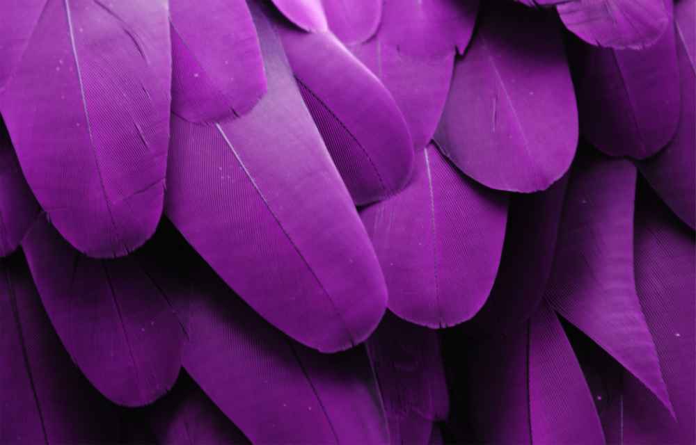 Bird Feathers Glass Wall Art