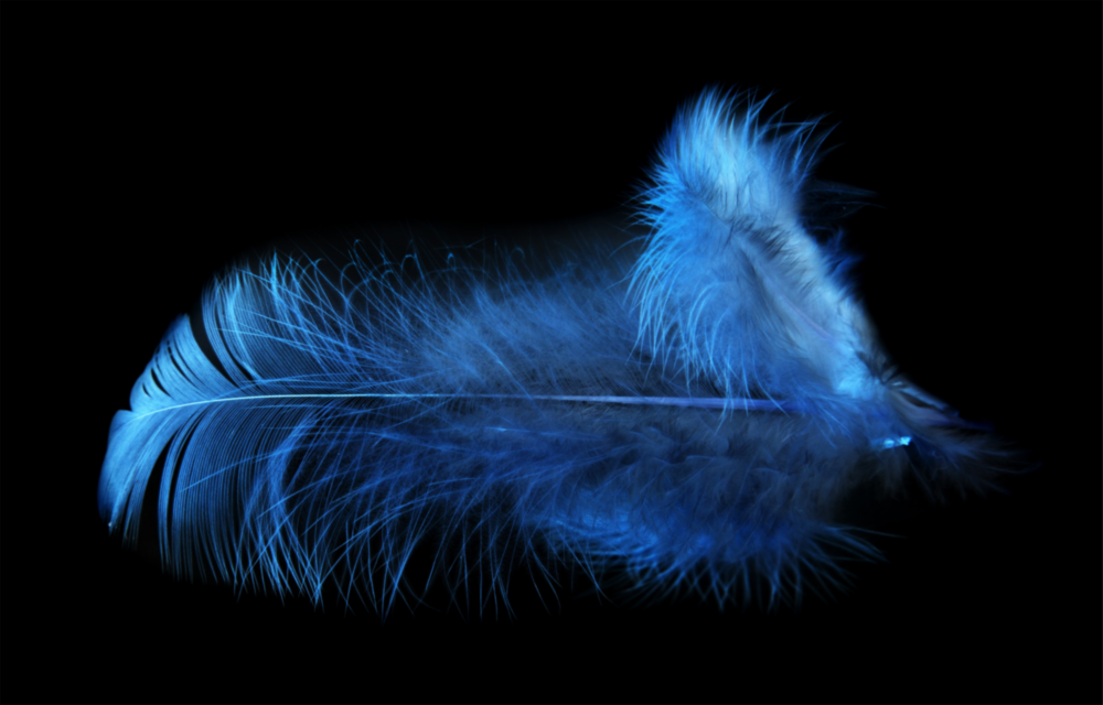 Blue Feather Glass Wall Art
