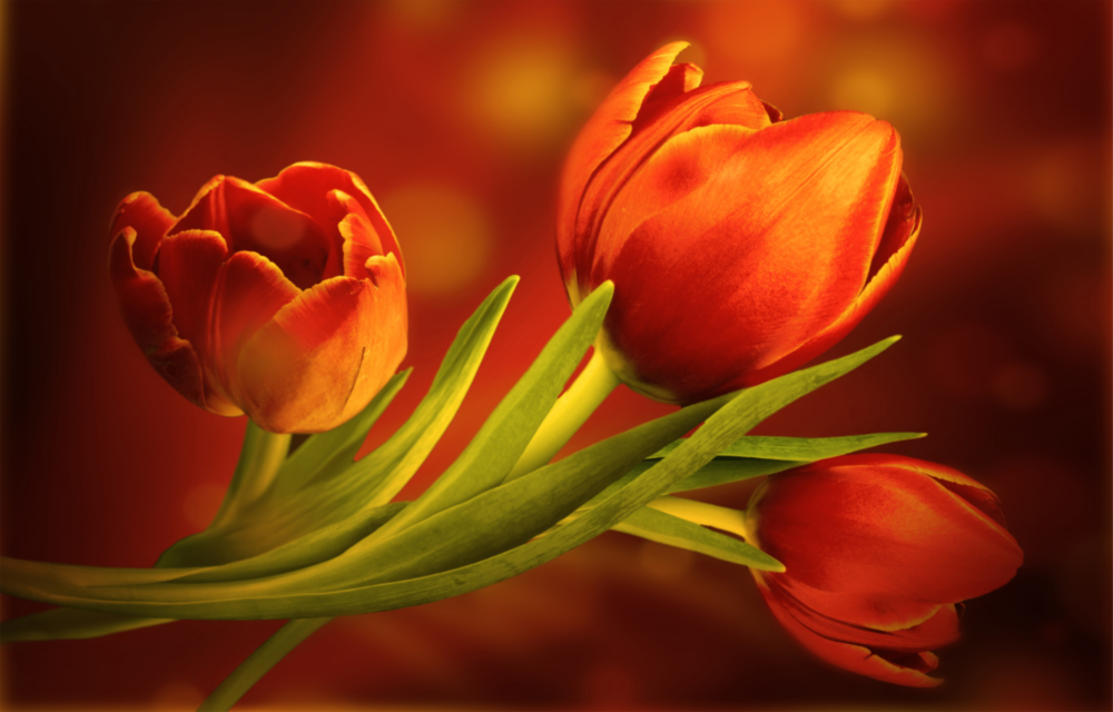 Arte della parete di vetro Fiore