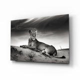 Leonessa In Bianco e Nero Sulla Duna quadro in vetro - 72x46 cm