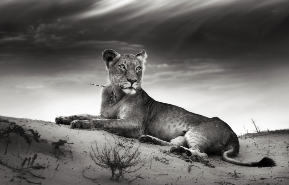 Lioness Glass Wall Art