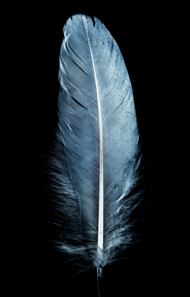 Blue Feather Glass Wall Art