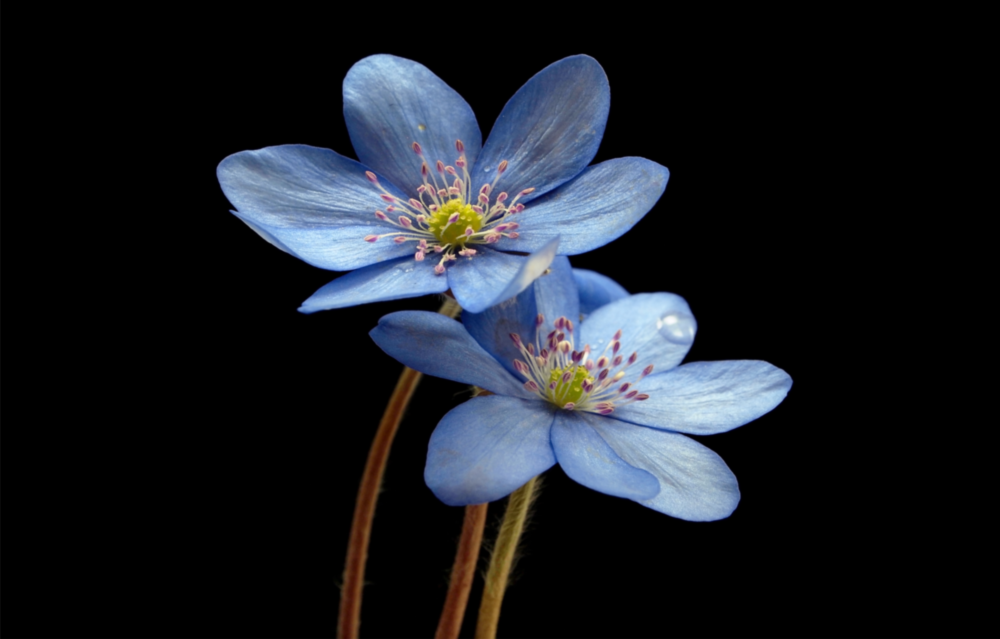 Blue Flower Glass Wall Art