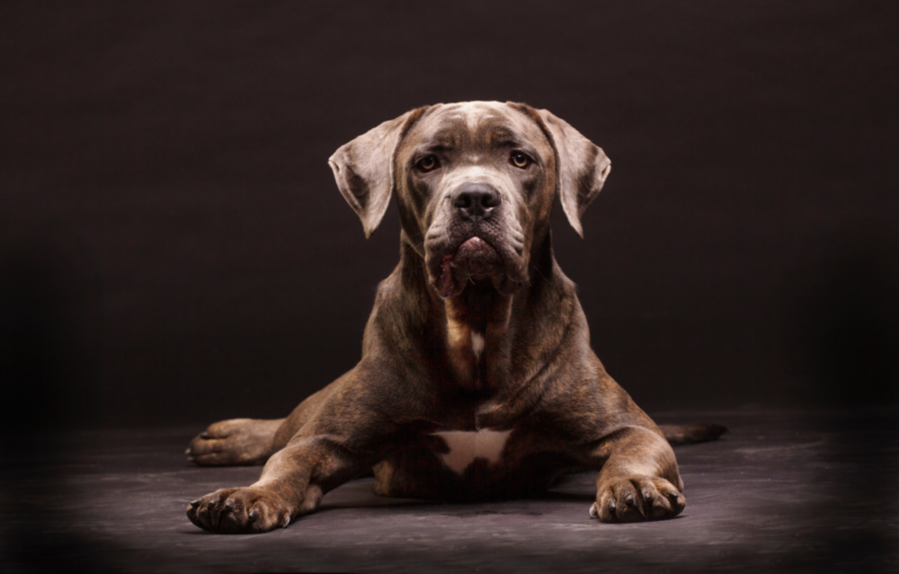 Arte della parete di vetro Cane