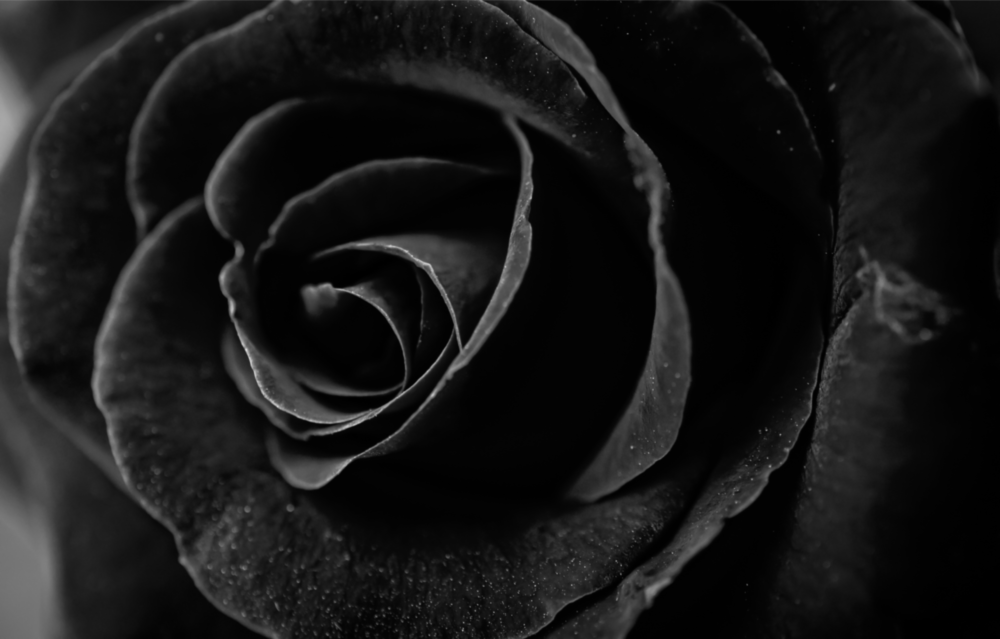 Arte della parete di vetro Rosa nera