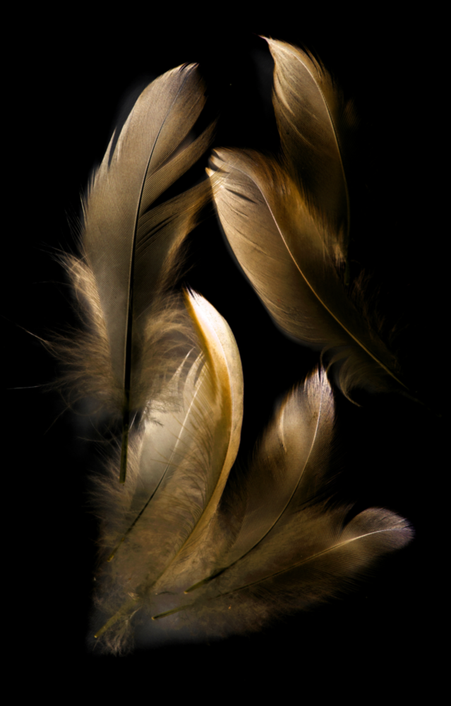 Arte della parete di vetro Piuma marrone chiaro