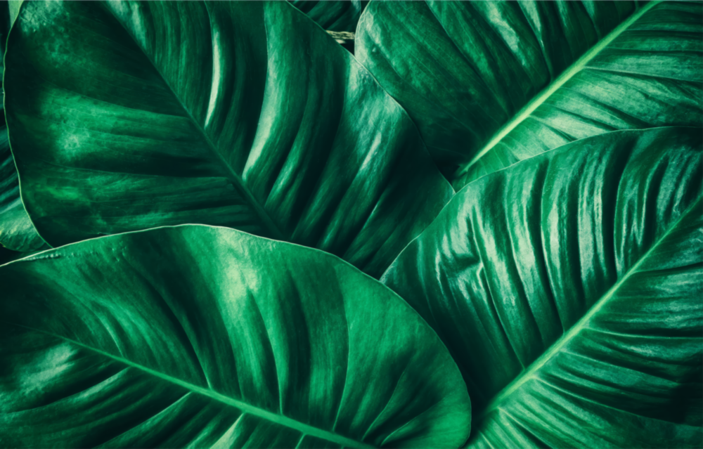 Arte de pared de vidrio de Hoja tropical verde