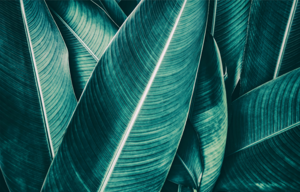 Green Tropical Leaf 2 Glass Wall Art