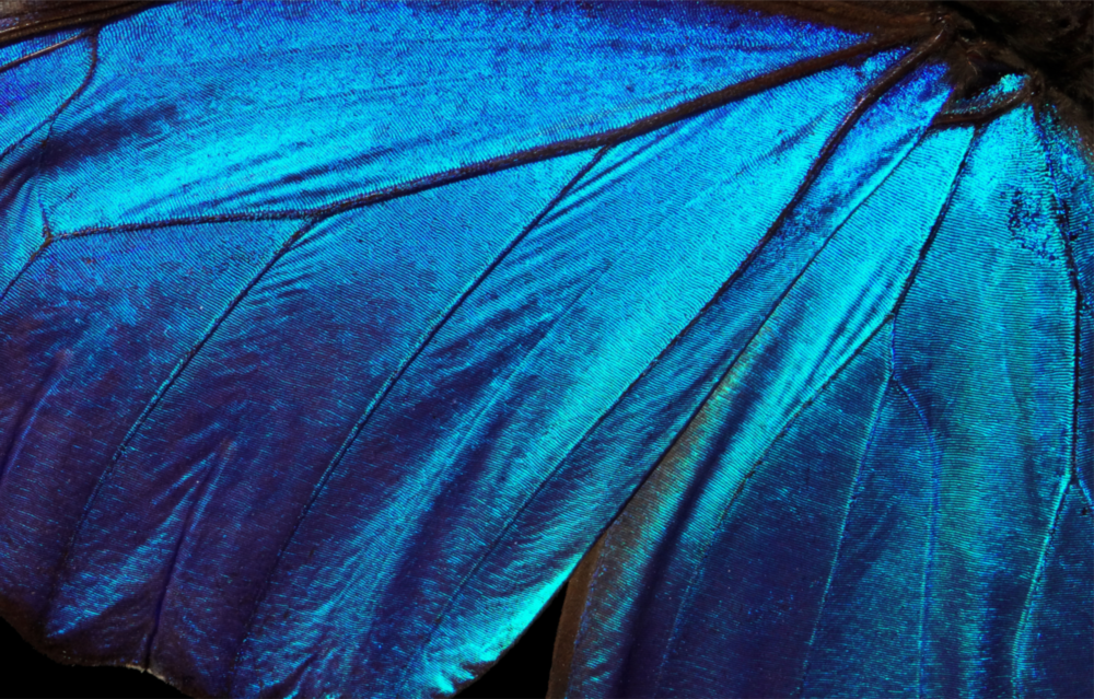 Butterfly Wing Glass Wall Art