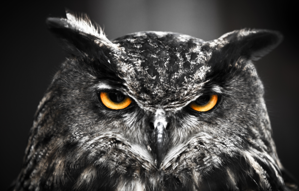 Arte della parete di vetro Gufo