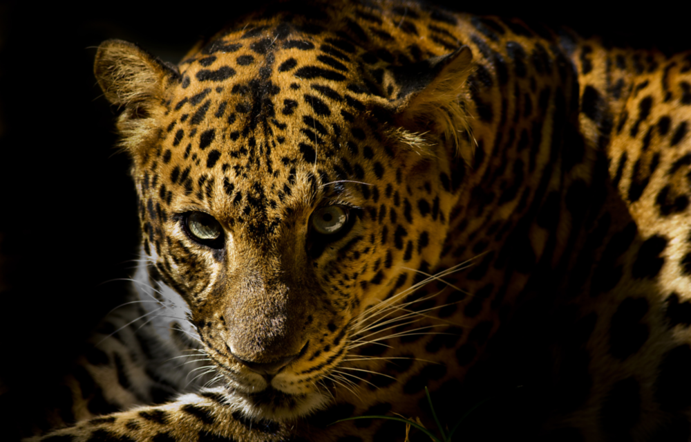 Arte della parete di vetro Leopar