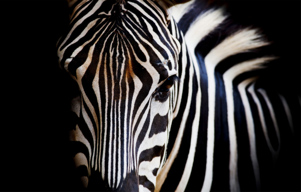 Zebra Glasbild