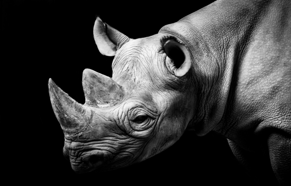 Rhino Glass Wall Art