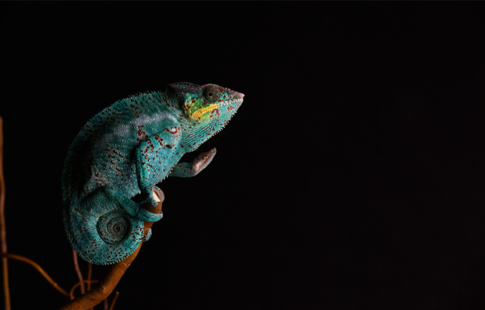 Chameleon Glass Wall Art