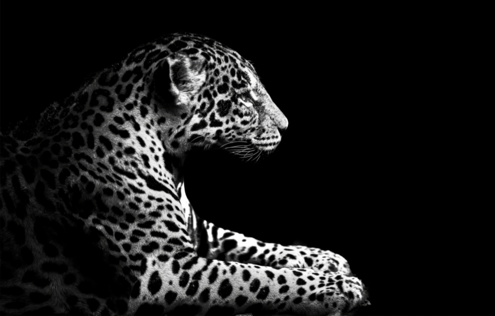 Leopard Glass Wall Art