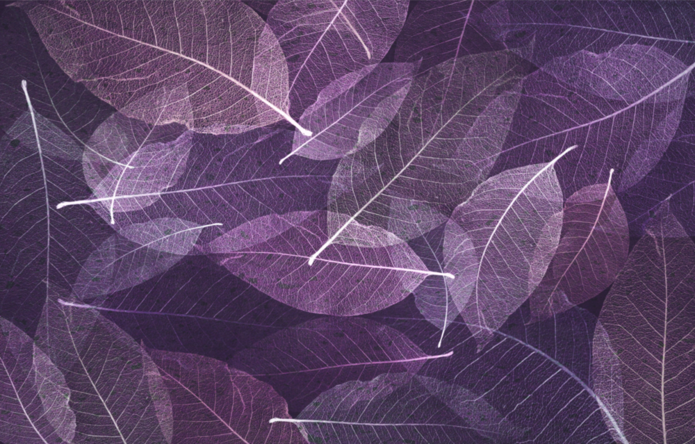 Arte della parete di vetro Foglia viola