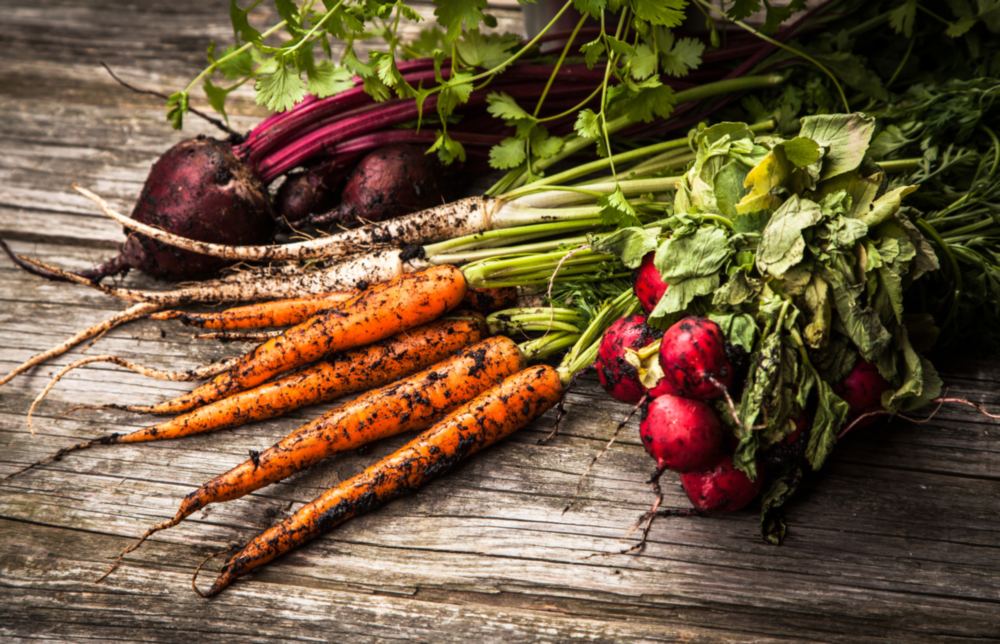 Karotte und Radieschen Glasbild