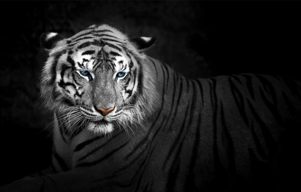 Tiger Glass Wall Art