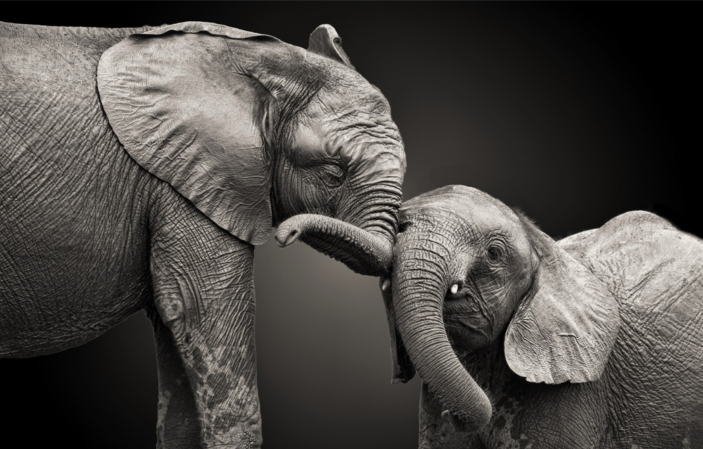 Éléphants Impression sur verre