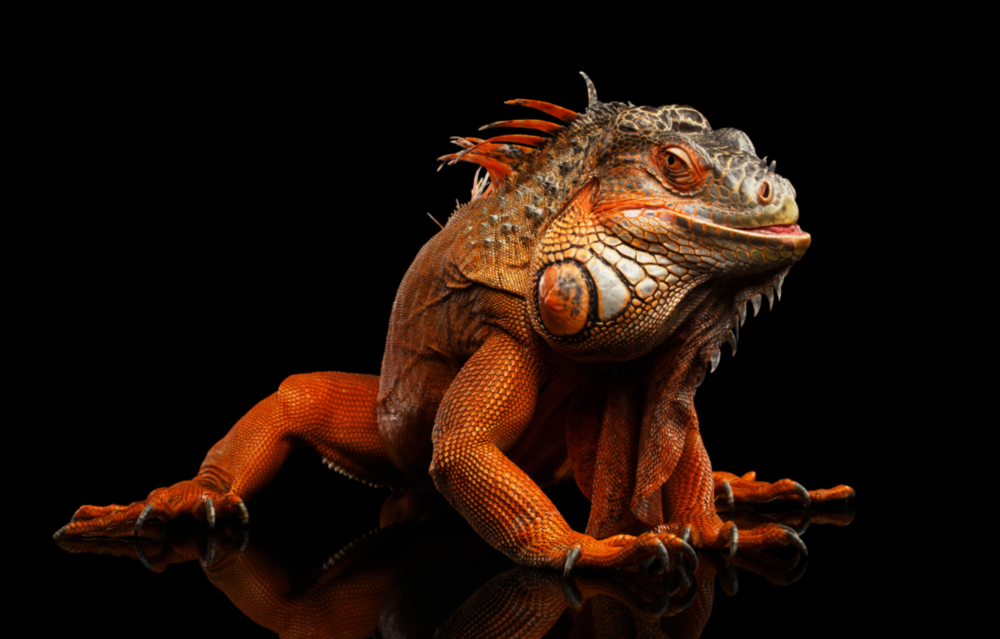 Komodo Dragon Glass Wall Art