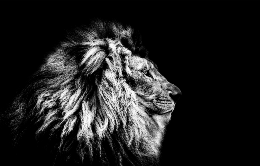 Arte de pared de vidrio de León