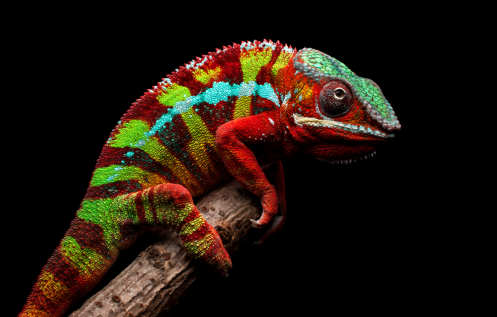 Arte della parete di vetro Camaleonte