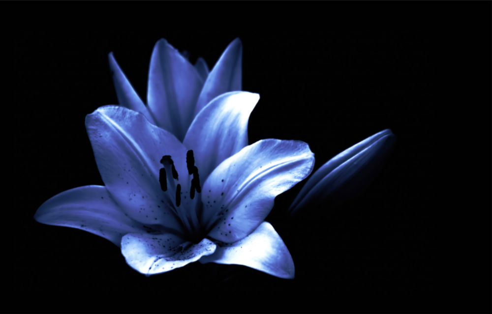 Arte della parete di vetro Fiore viola