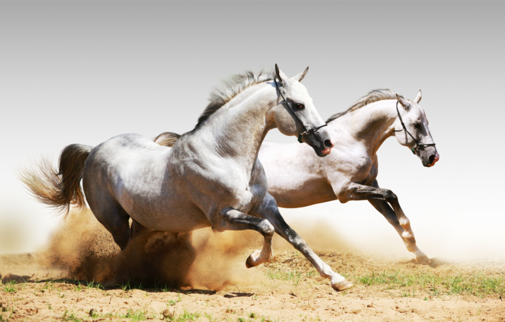 Running Horses Glass Wall Art