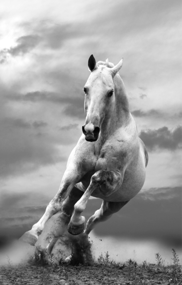 Arte della parete di vetro Cavallo da corsa