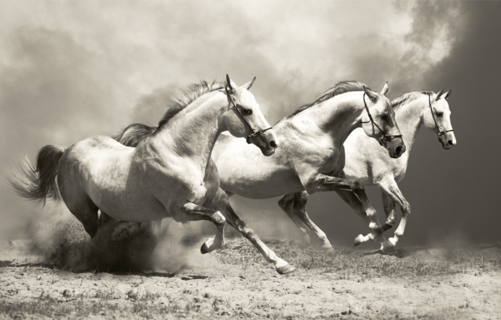 Running Horses Glass Wall Art