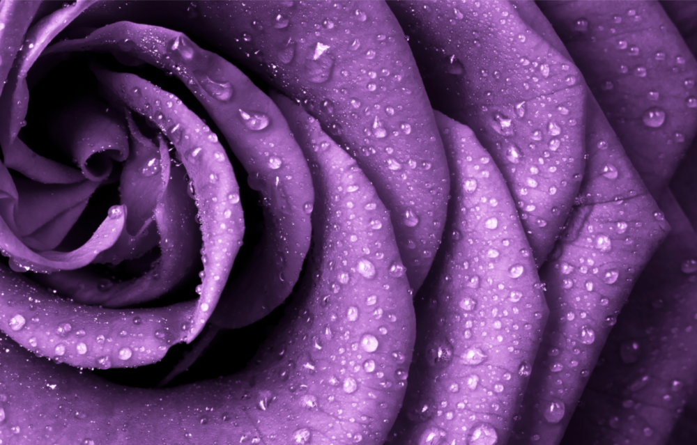 Arte della parete di vetro Rosa viola
