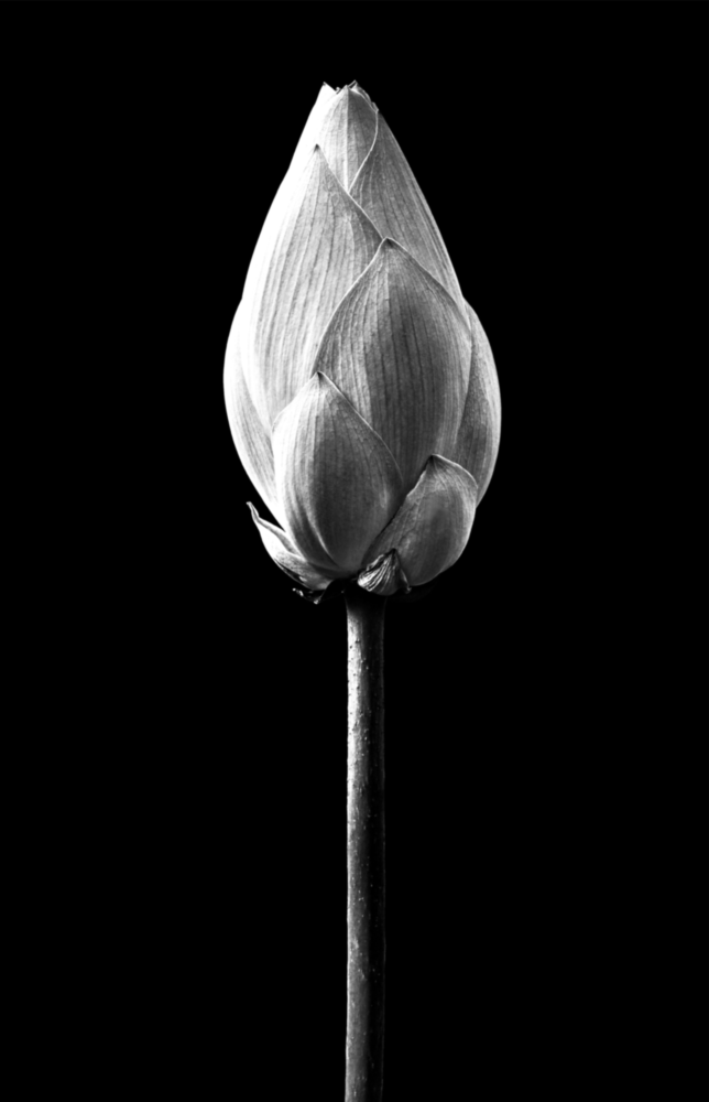 Arte della parete di vetro Fiore