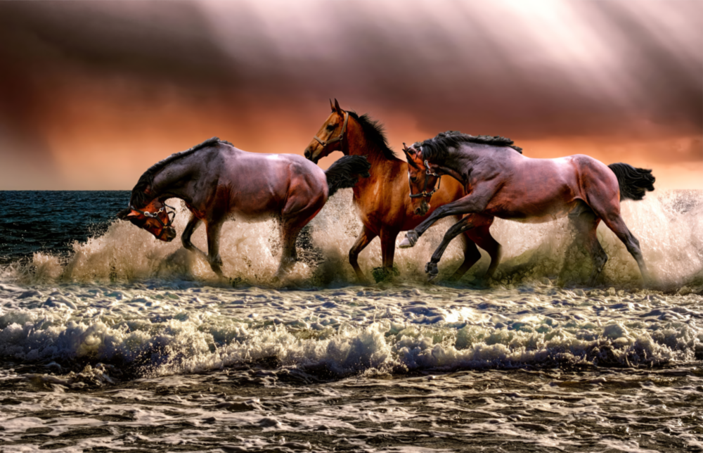 Horses Glass Wall Art