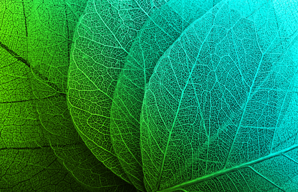 Grünes Blatt Glasbild