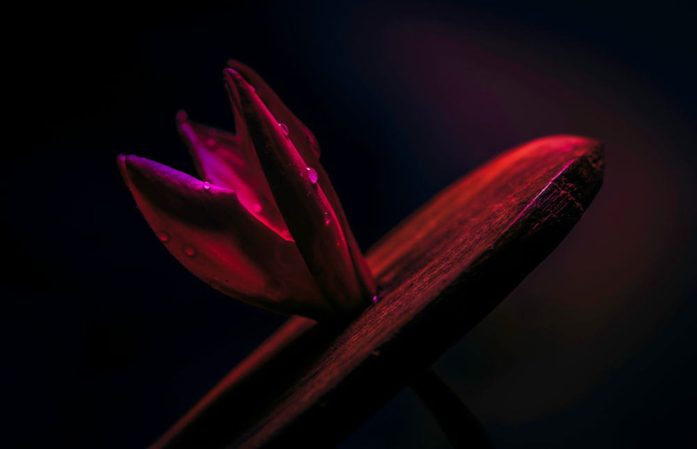 Arte della parete di vetro Foglia rossa