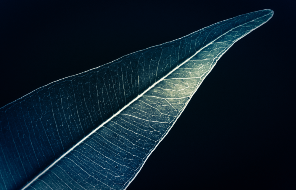 Grünes Blatt Glasbild